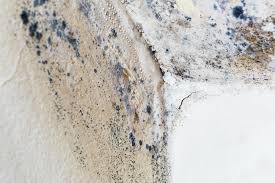 Professional Mold Remediation in Egypt, AL